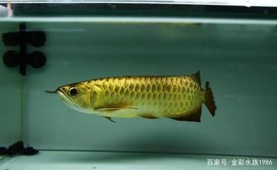 龍魚胎生還是卵生：龍魚的繁殖方式