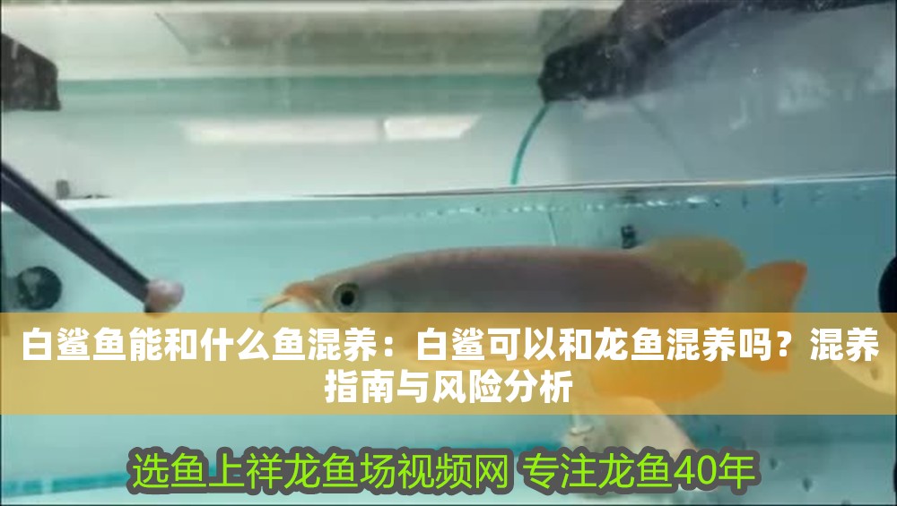 白鯊魚能和什么魚混養：白鯊可以和龍魚混養嗎？混養指南與風險分析