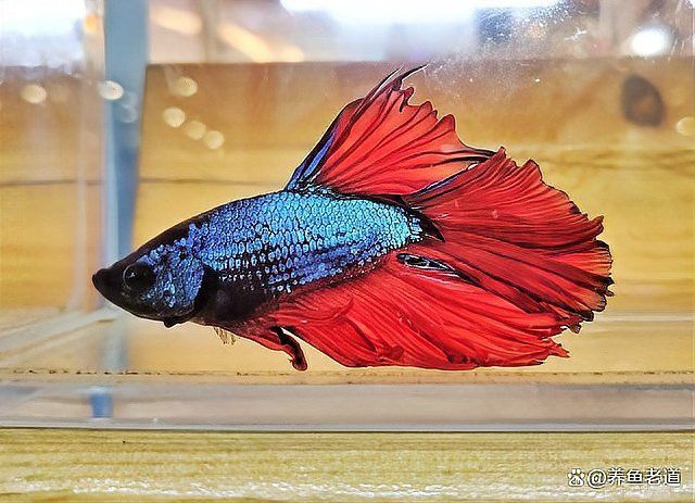 龍魚打架后需要停食嗎？ 龍魚打架后需要停食嗎？ 龍魚百科 第3張