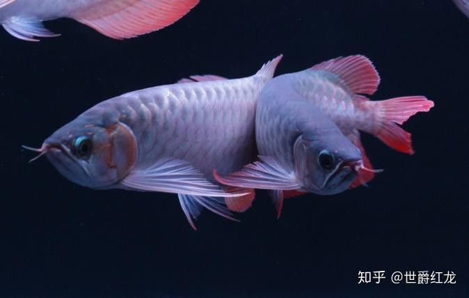 龍魚打架后需要停食嗎？ 龍魚打架后需要停食嗎？ 龍魚百科 第4張