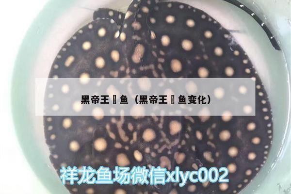 黑帝王魟魚原生數量現狀，黑帝王魟魚市場價格趨勢，