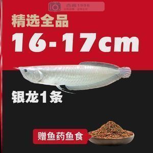 黑帝王魟魚原生數量現狀，黑帝王魟魚市場價格趨勢，