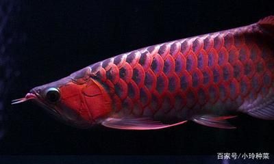 龍魚的顏色和燈光有關系嗎為什么會變色：不同燈光對龍魚的顏色有著顯著的影響 龍魚的顏色和燈光有關系嗎為什么會變色：不同燈光對龍魚的顏色有著顯著的影響 龍魚百科 第4張