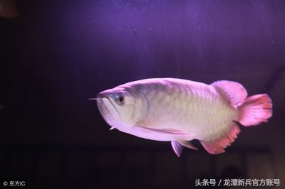 龍魚的顏色和燈光有關系嗎為什么會變色：不同燈光對龍魚的顏色有著顯著的影響 龍魚的顏色和燈光有關系嗎為什么會變色：不同燈光對龍魚的顏色有著顯著的影響 龍魚百科 第5張