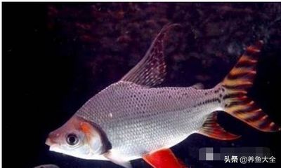 龍魚溫度多少合適繁殖：龍魚繁殖期如何保持水溫穩(wěn)定