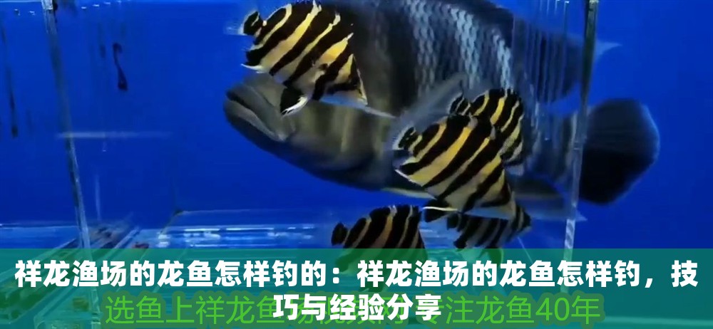 祥龍漁場的龍魚怎樣釣的：祥龍漁場的龍魚怎樣釣，技巧與經驗分享
