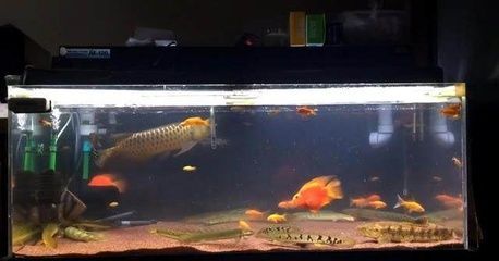 金龍魚是什么魚？：金龍魚怎么養(yǎng)？