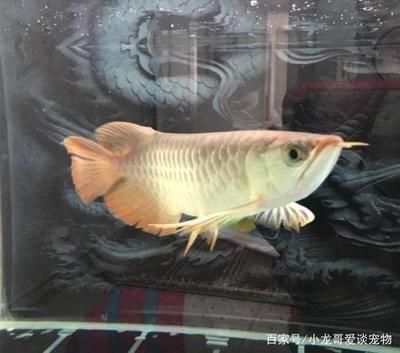 龍魚一直打架什么原因，不同品種龍魚混養注意事項，龍魚打架時的應急措施