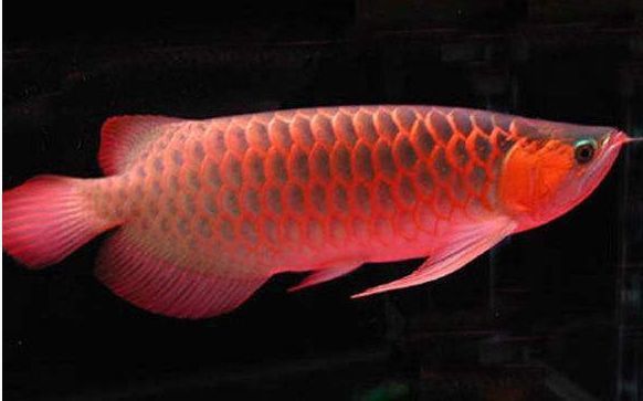 紅龍魚品牌等級劃分表圖片大全高清