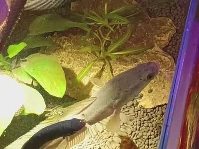 雷龍魚可以和曼龍魚一起養嗎（雷龍魚和曼龍魚可以一起養但需注意性格差異、體型相似性以及混養）