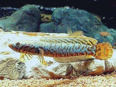 雷龍魚可以和曼龍魚一起養嗎（雷龍魚和曼龍魚可以一起養但需注意性格差異、體型相似性以及混養）