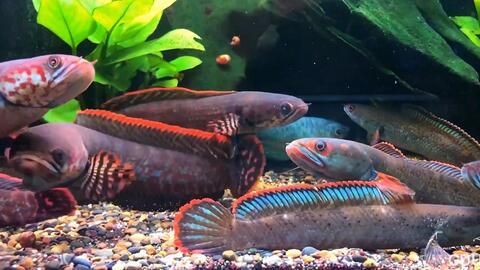 雷龍魚可以和曼龍魚一起養嗎（雷龍魚和曼龍魚可以一起養但需注意性格差異、體型相似性以及混養）