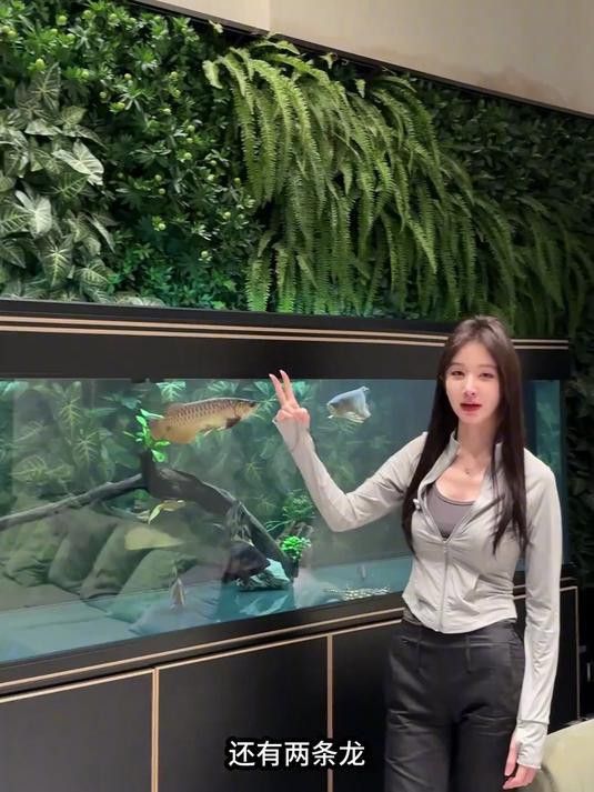 混養紅龍和金龍需要多大的魚缸？