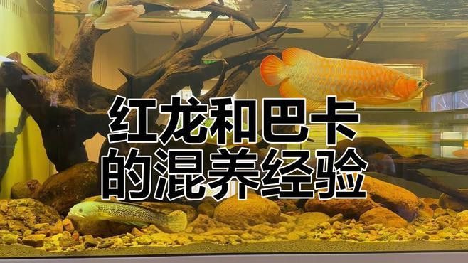 混養紅龍和金龍需要多大的魚缸？