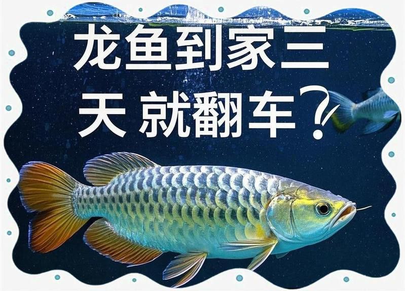 混養紅龍和金龍需要多大的魚缸？