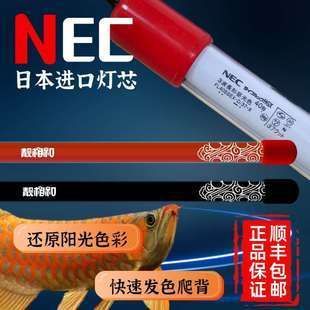 紅龍魚幾個月用nec燈光：nec燈光對紅龍魚的作用