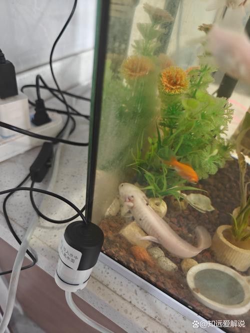 六角龍魚怎么養(yǎng)？3點(diǎn)注意事項(xiàng)圖片