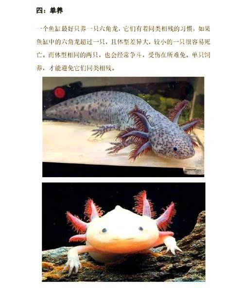 六角龍魚怎么養(yǎng)？3點(diǎn)注意事項(xiàng)圖片