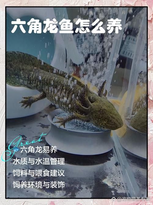 六角龍魚怎么養(yǎng)？3點(diǎn)注意事項(xiàng)圖片