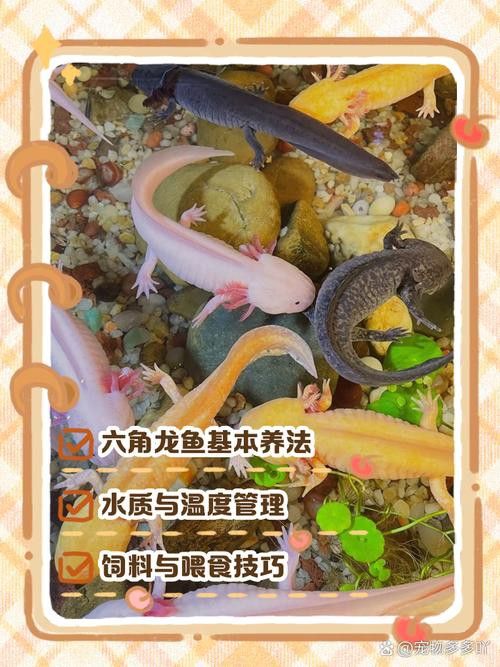 六角龍魚怎么養(yǎng)？3點(diǎn)注意事項(xiàng)圖片