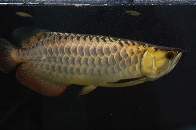 高背龍魚能養成過背么：高背龍魚的過背和高背是一種遺傳特征，高背龍魚能養成過背么