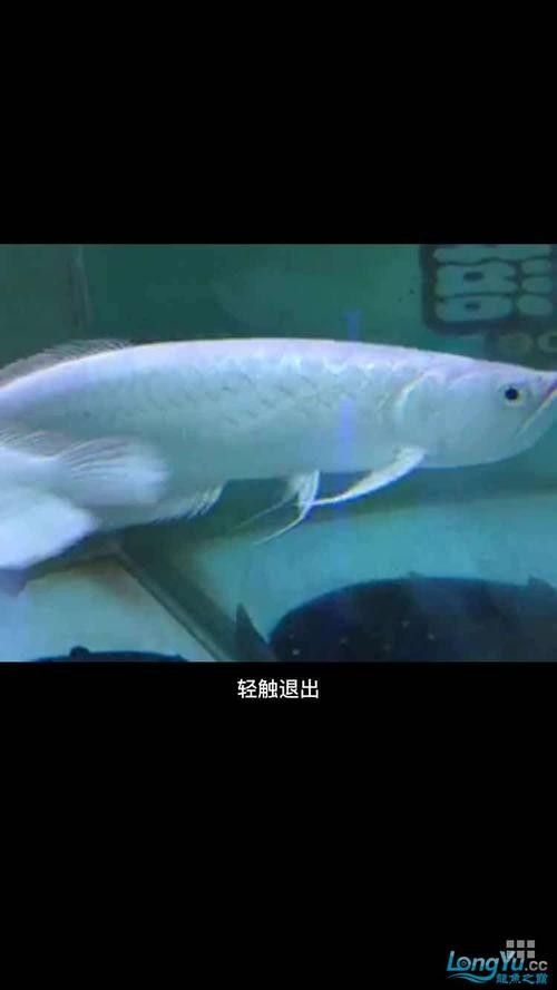 雪龍魚圖片價格大全圖