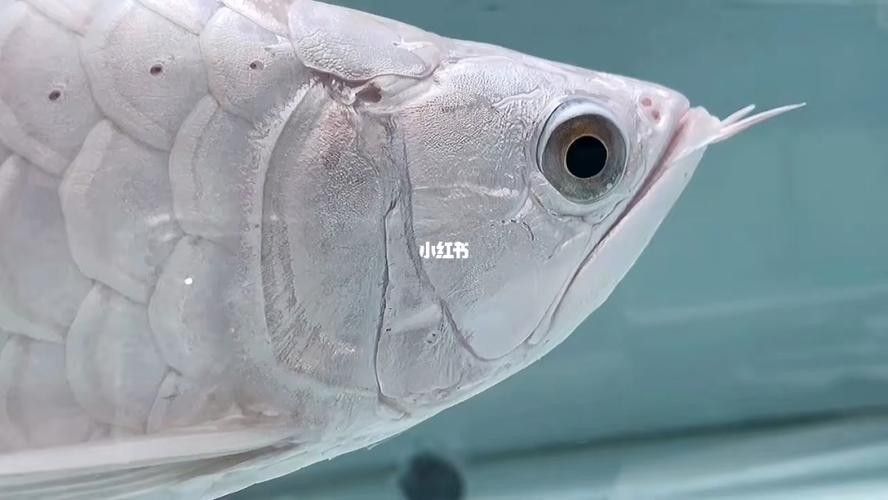 雪龍魚圖片價格大全圖