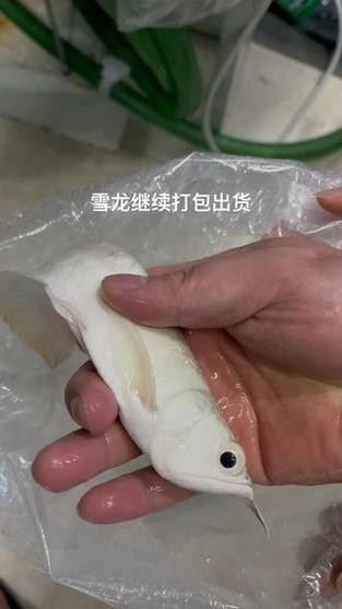 雪龍魚圖片價格大全圖