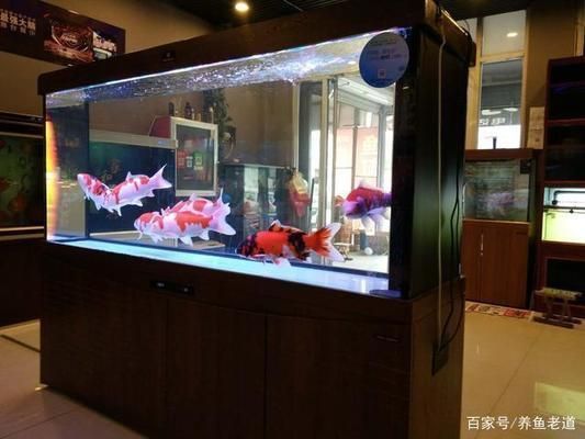 龍魚缸過濾棉多久換一次比較好：龍魚缸過濾棉更換頻率