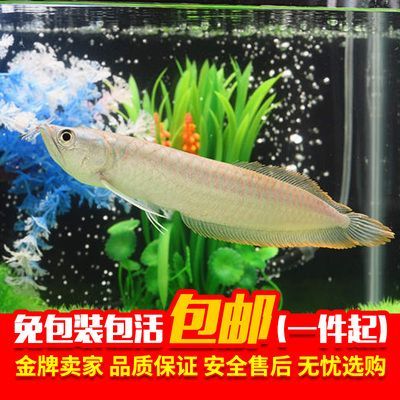 風水魚銀龍魚養幾條好一點（家里銀龍魚養幾條好）