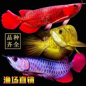 紅龍魚挑選幼苗的方法圖解 紅龍魚挑選幼苗的方法圖解 龍魚百科 第5張