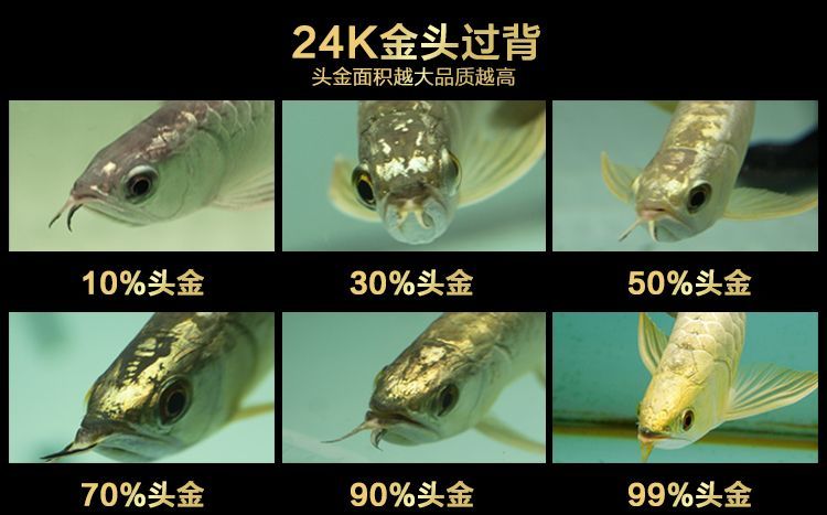 小龍魚苗一天喂幾次食:小龍魚苗一天喂幾次? 龍魚百科 第1張 小龍魚苗一天喂幾次食:小龍魚苗一天喂幾次? 小龍魚苗一天喂幾次食:小龍魚苗一天喂幾次? 龍魚百科 第1張