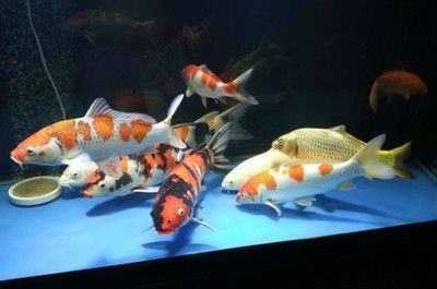 黑桃A魚苗常見疾病防治，黑桃a魚苗常見疾病防治方法