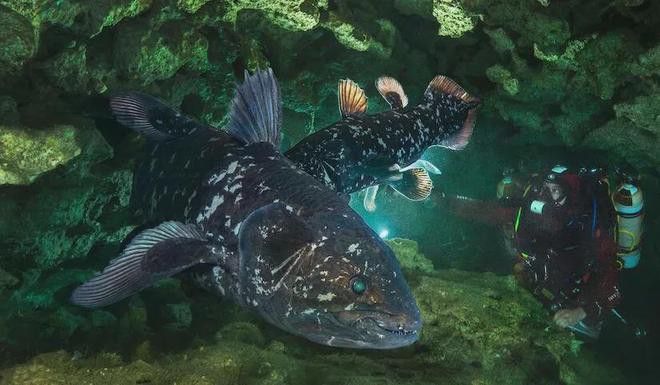 四腳恐龍魚能活多久
