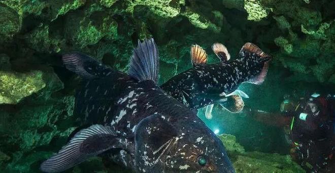 四腳恐龍魚能活多久