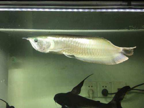 銀龍魚70公分長價格（70公分長的銀龍魚價格因地區、銷售渠道和時間而異）