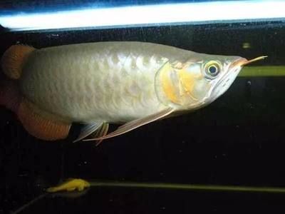 紅龍魚(yú)福龍王怎么養(yǎng)：紅龍魚(yú)的飼養(yǎng)方法