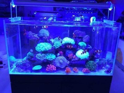 辦公室魚缸放在哪里最招財，辦公室魚缸養護的風水技巧