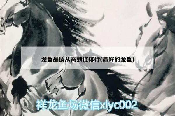 龍魚品質(zhì)從高到低的原因有哪些（如何判斷龍魚品質(zhì)從高到低）