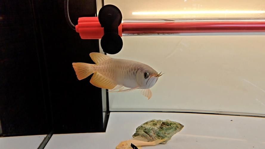 養龍魚用什么顏色燈好看