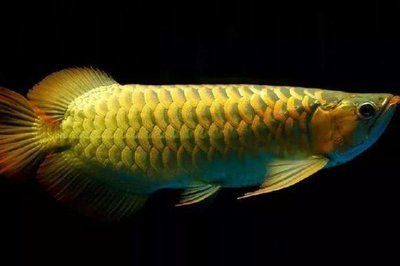 龍魚一般多久喂一次食物：關于龍魚喂食頻率的詳細介紹