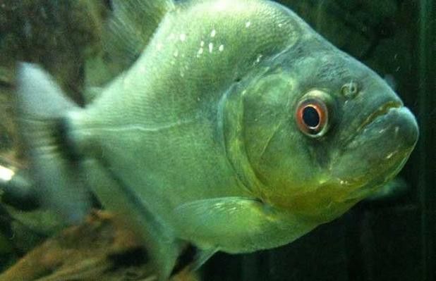 紅老虎魚能跟龍魚混養嗎圖片