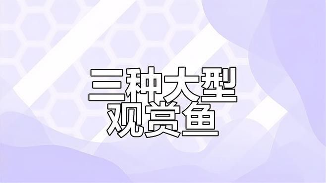 紅老虎魚能跟龍魚混養嗎圖片