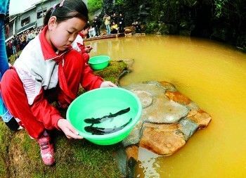 黃龍魚在混養(yǎng)時(shí)需要注意以下幾個(gè)方面，適合與什么魚混養(yǎng)：黃龍魚可以和什么魚混養(yǎng)