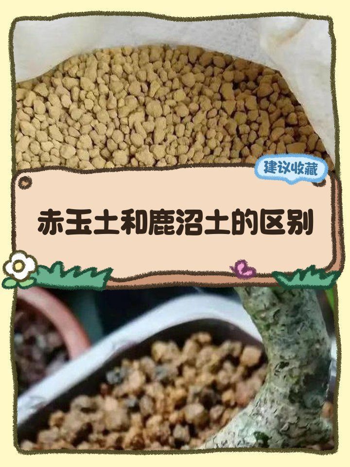 鹿沼土和赤玉土有啥區(qū)別 鹿沼土和赤玉土有啥區(qū)別 龍魚百科 第2張