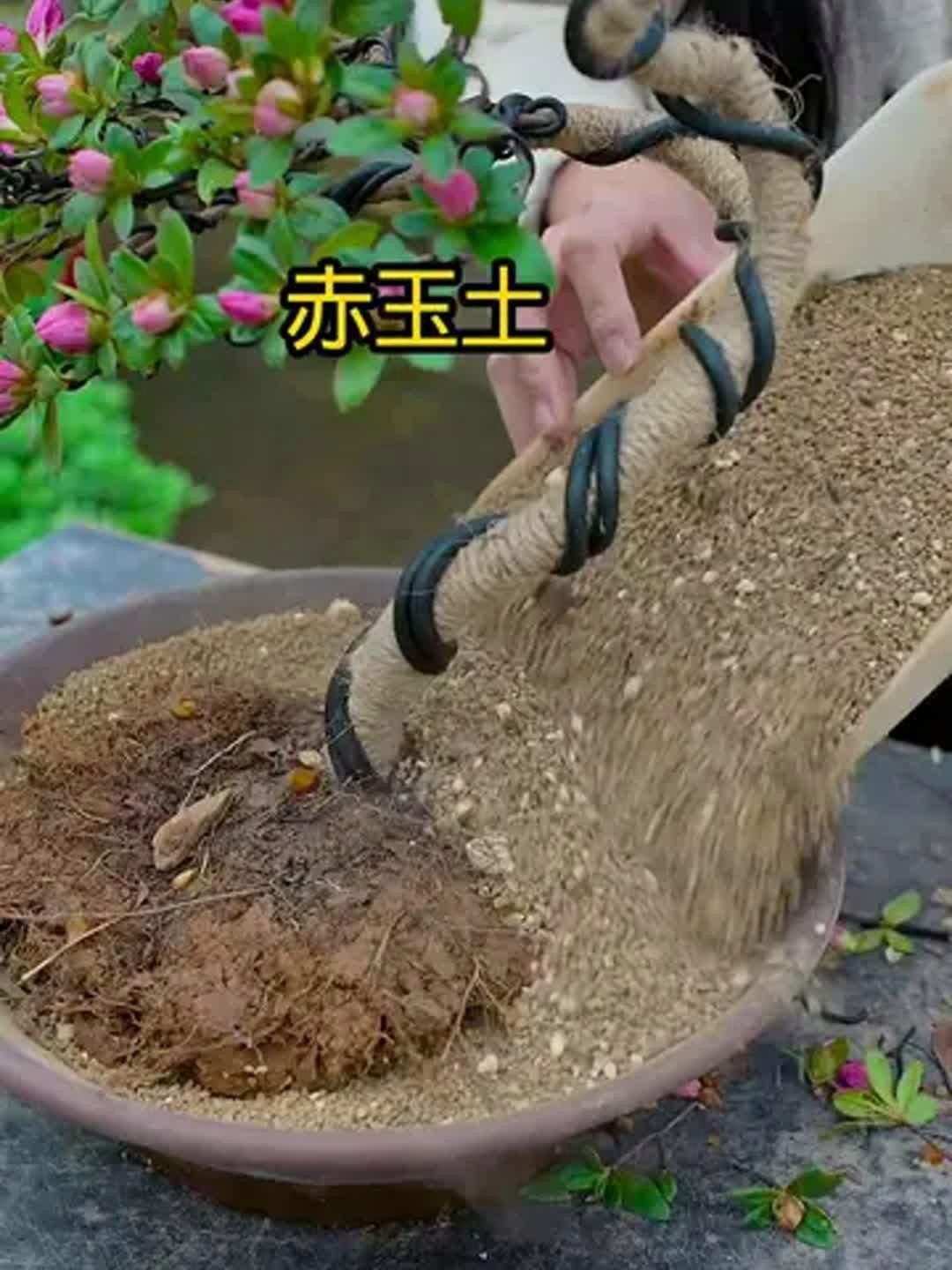 鹿沼土和赤玉土有啥區(qū)別 鹿沼土和赤玉土有啥區(qū)別 龍魚百科 第6張