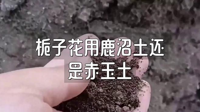 鹿沼土和赤玉土有啥區(qū)別 鹿沼土和赤玉土有啥區(qū)別 龍魚百科 第9張
