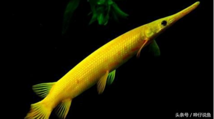 廣州觀賞魚批發市場祥龍魚場5（廣州觀賞魚批發市場祥龍魚場）