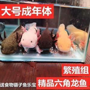 有沒有冷水龍魚養：冷水龍魚可以冷水養殖嗎？