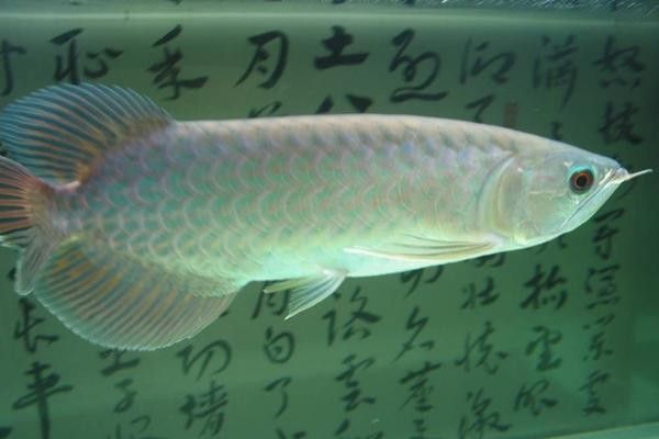 青龍魚是什么魚圖片欣賞 青龍魚是什么魚圖片欣賞 龍魚百科 第10張